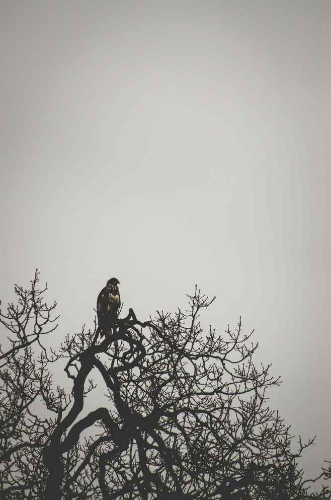 树枝上准备捕猎的老鹰唯美黑白图片