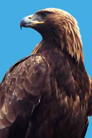 美丽羽毛的老鹰图片手机壁纸
