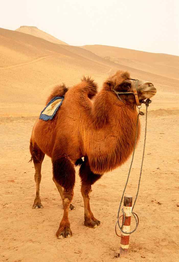 双峰骆驼手机壁纸