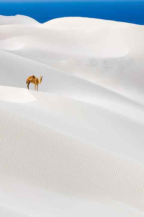 创意白色沙漠中的骆驼图片