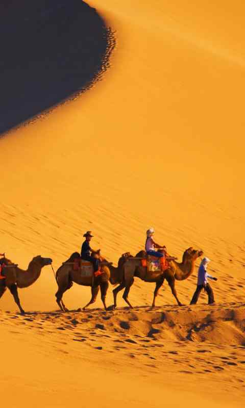 沙漠中的骆驼手机图片