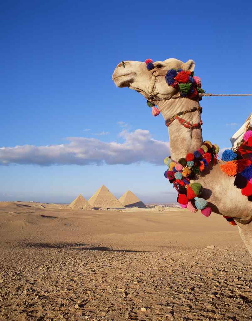 骆驼沙漠写真手机壁纸