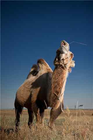 草地上的骆驼手机壁纸