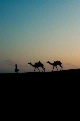 沙漠夜幕中的骆驼