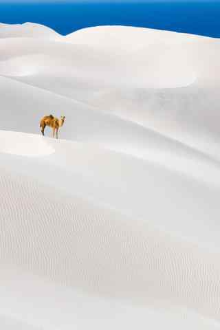 创意白色沙漠中的骆驼图片