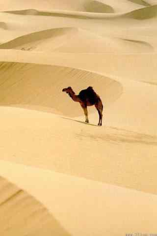 骆驼图片手机壁纸