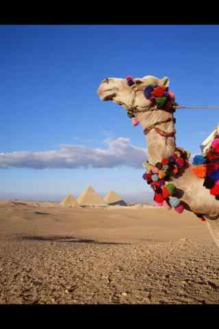 骆驼沙漠写真手机
