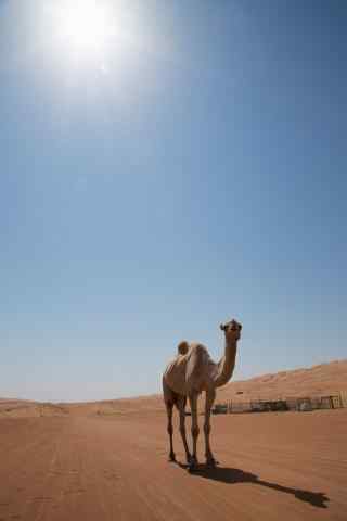 沙漠中孤独的骆驼