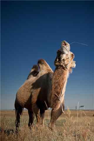 草地上的骆驼手机
