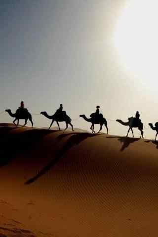 沙漠骆驼行走队伍