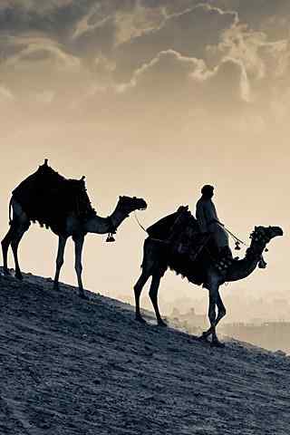 沙漠骆驼剪影手机壁纸