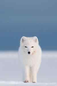 纯白可爱的北极狐手机壁纸