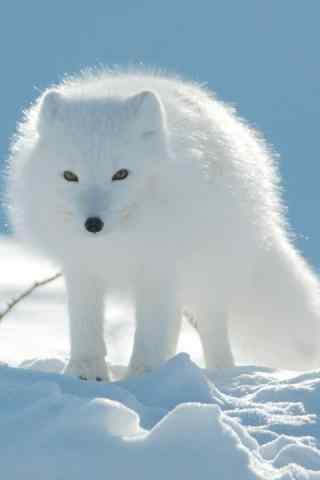 雪地上的北极狐手