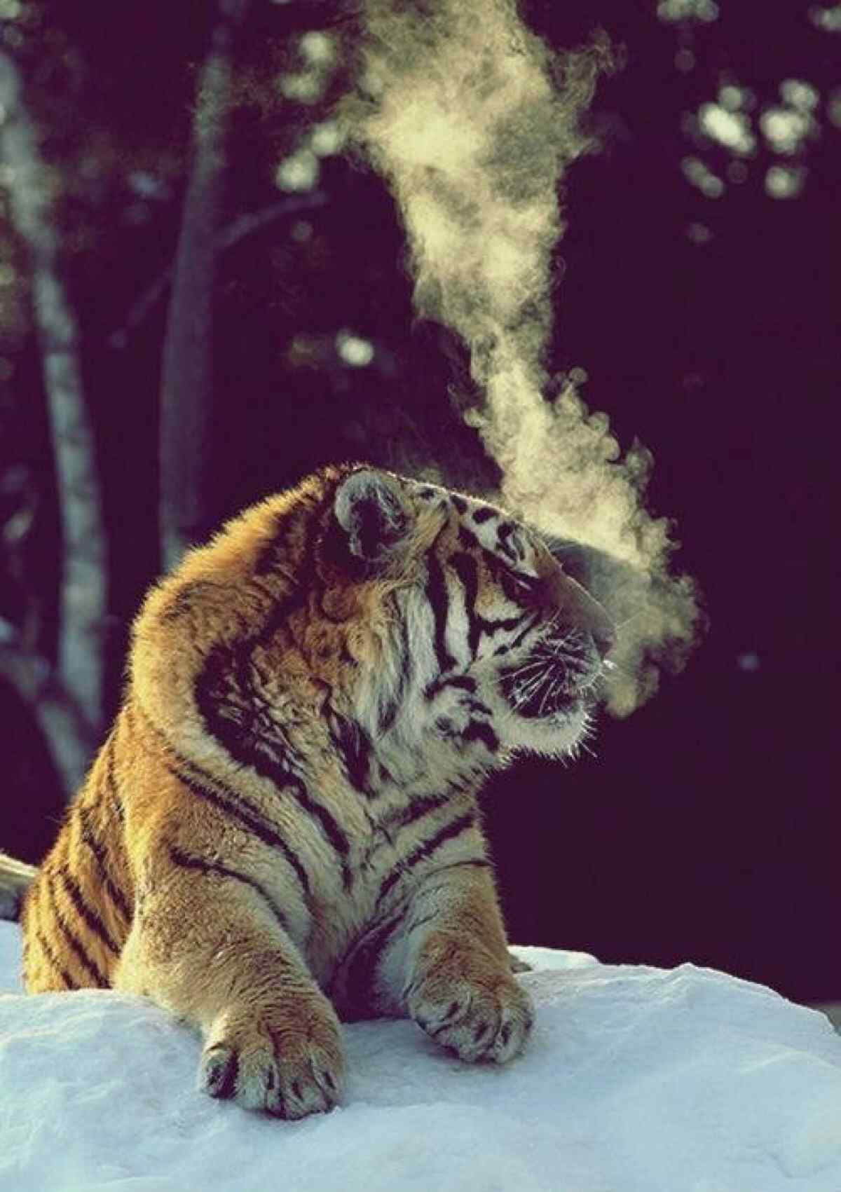 冬季雪地里的老虎图片手机壁纸
