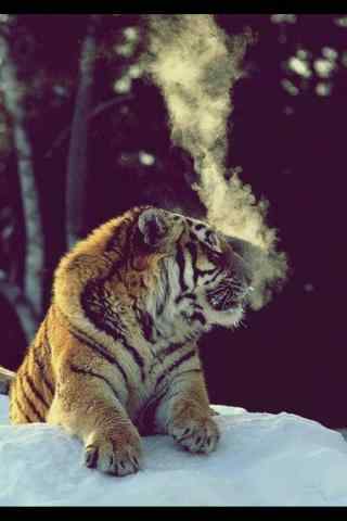 冬季雪地里的老虎