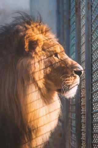 狮子望像铁笼外手机壁纸