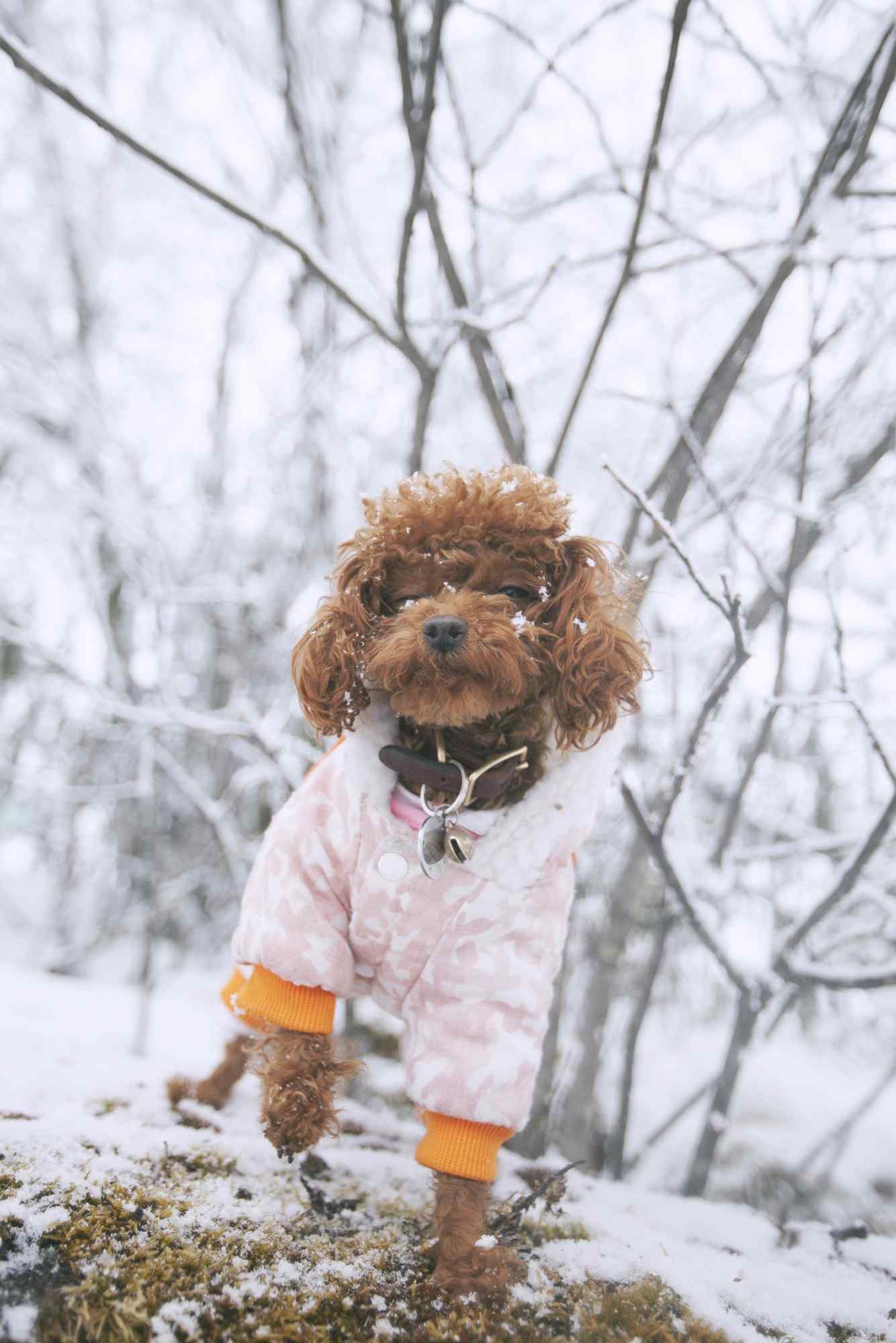 在雪地中玩耍的泰迪狗手机壁纸