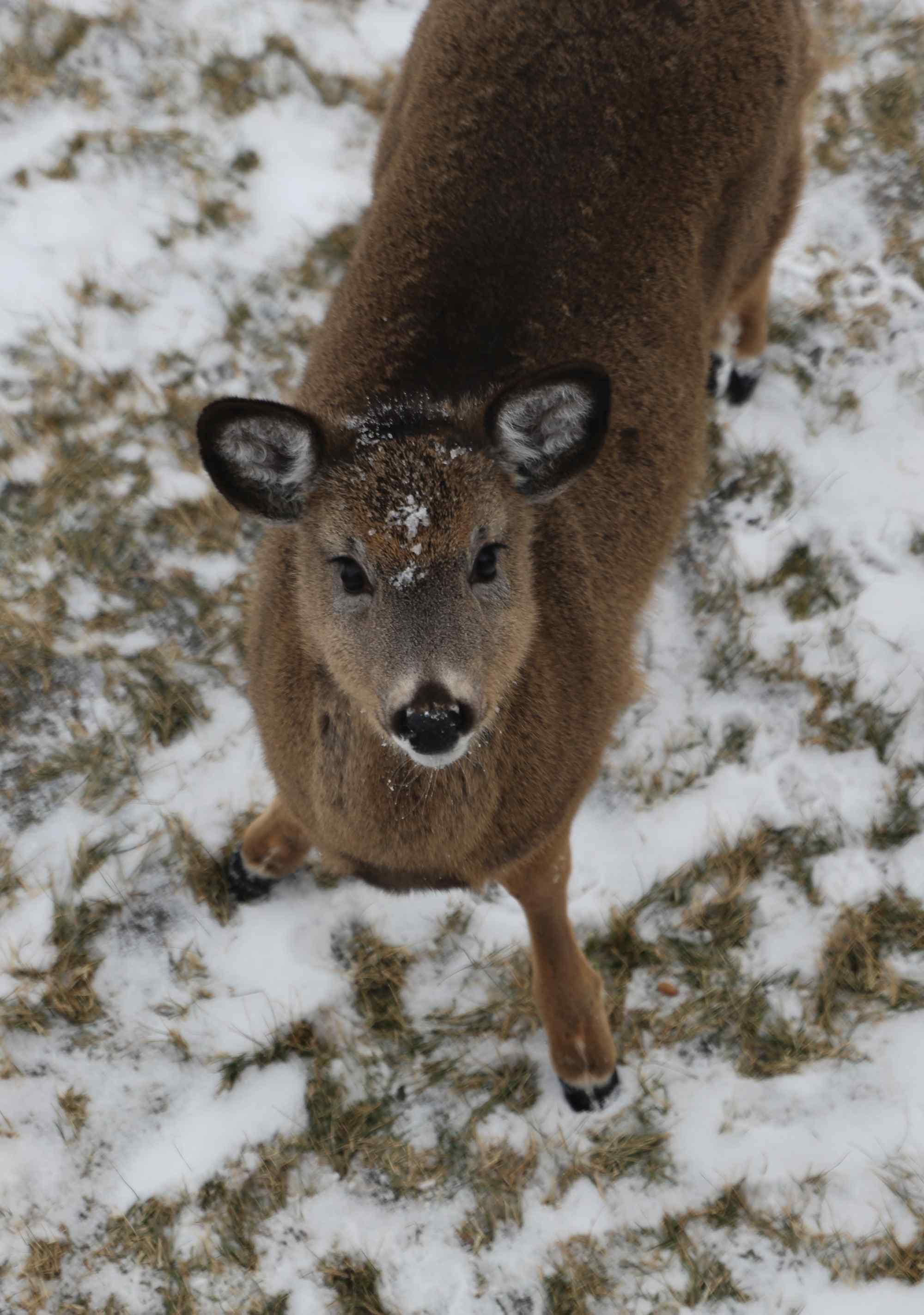 奈良鹿—雪中胖乎乎的小鹿桌面壁纸