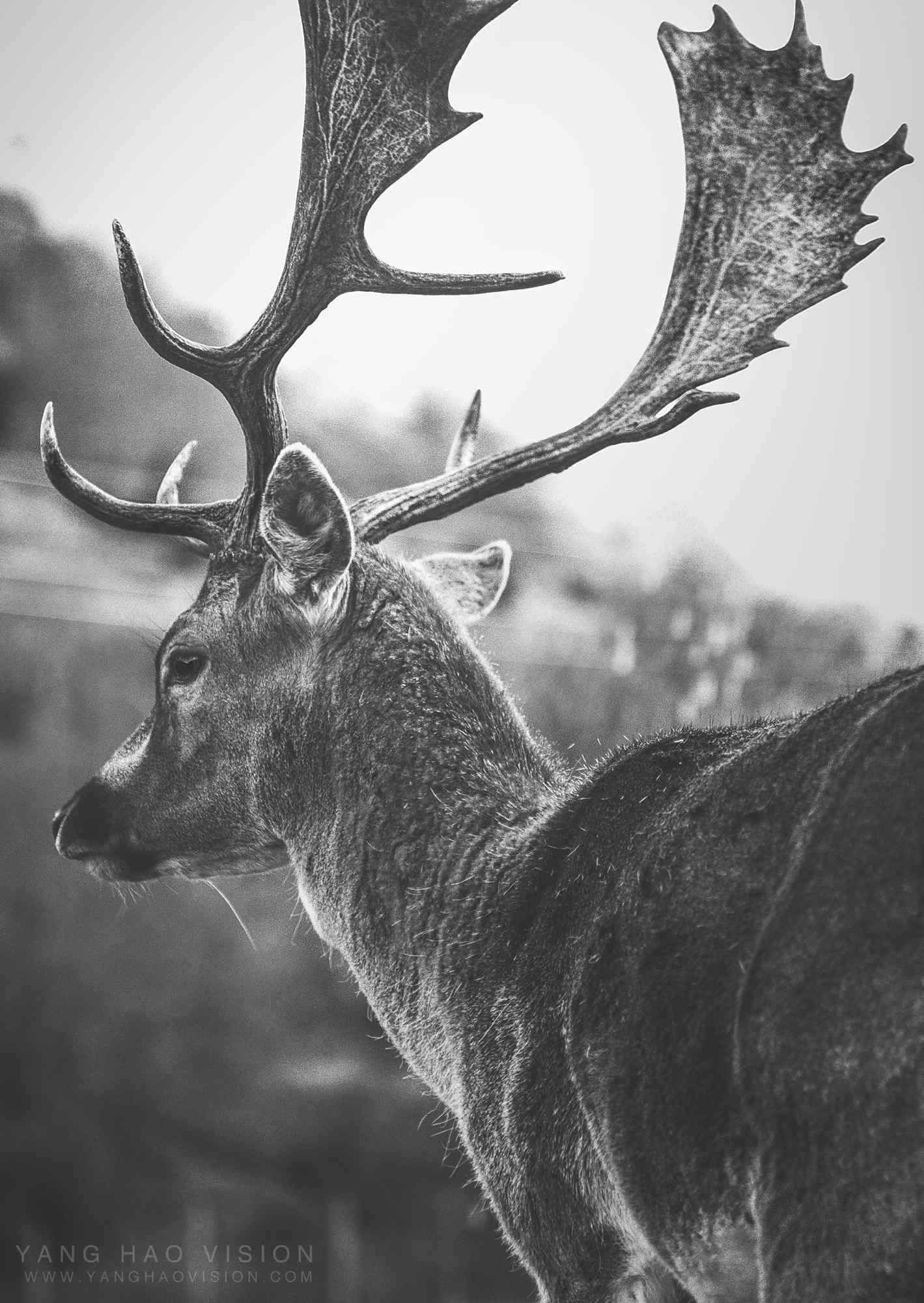 奈良鹿—帅气的麋鹿手机壁纸