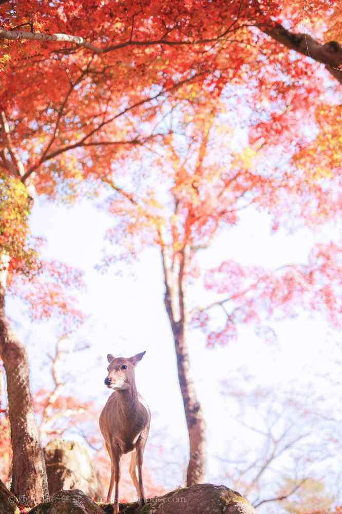 奈良鹿—红叶林下可爱的小鹿手机壁纸
