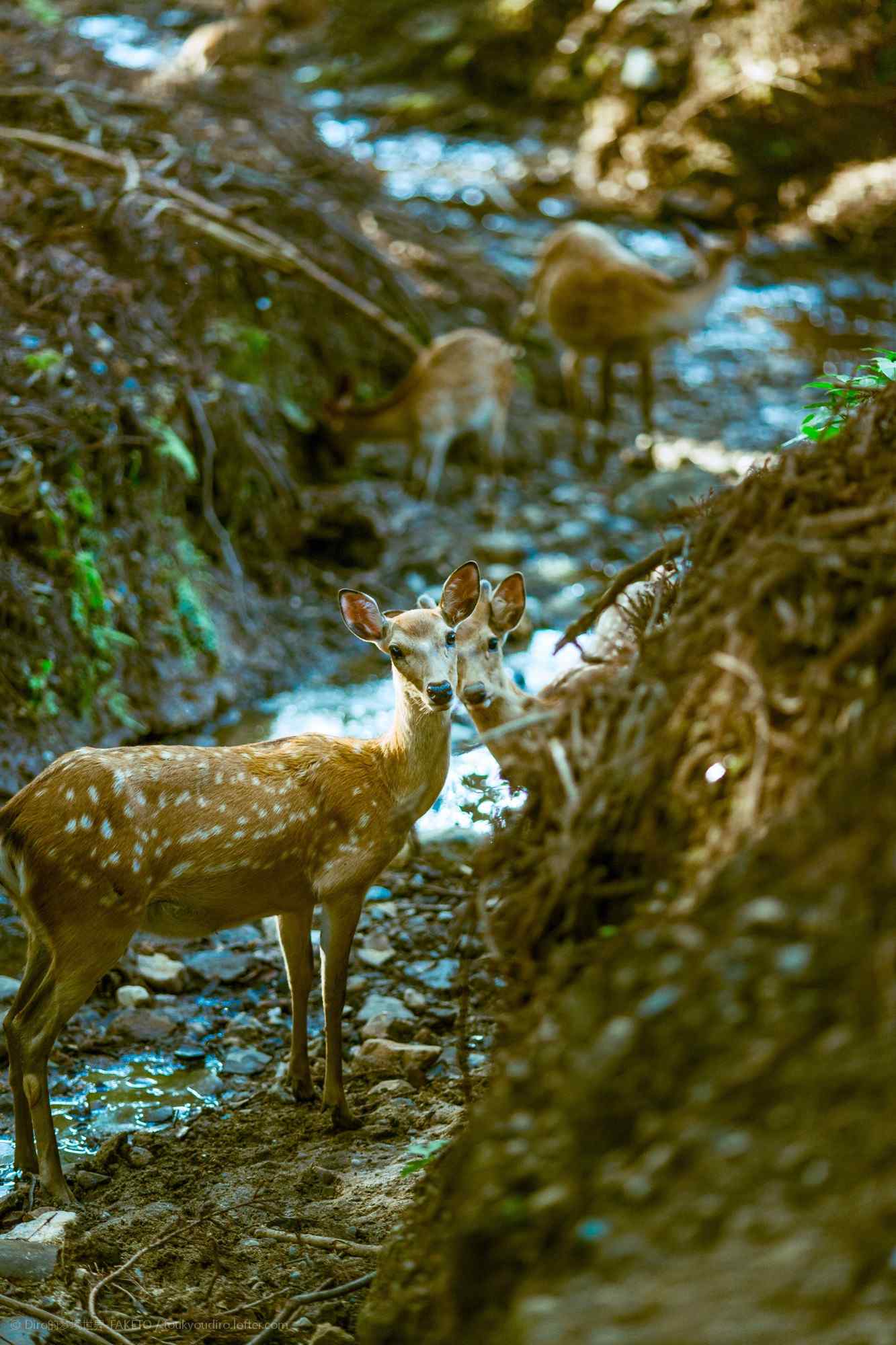 奈良鹿—溪水旁的可爱的小鹿手机壁纸