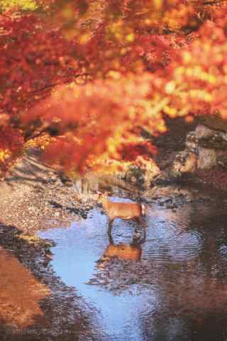 奈良鹿—红叶林下的小鹿手机壁纸