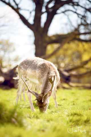 奈良鹿—小清新小鹿吃草手机壁纸