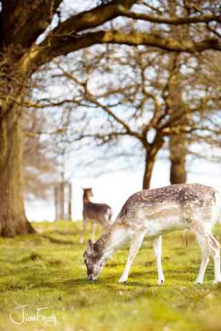 奈良鹿—两只小鹿在低头吃草手机壁纸