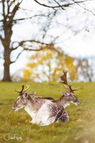 奈良鹿—草坪上的两只小鹿手机壁纸