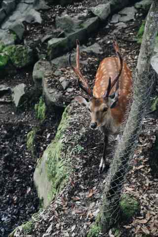 奈良鹿—林中的小