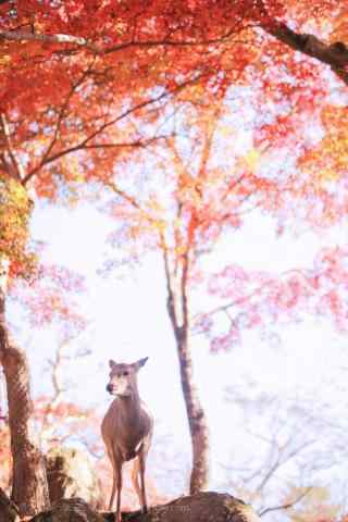 奈良鹿—红叶林下可爱的小鹿手机壁纸