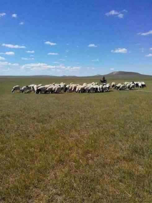 草原上的羊群手机壁纸
