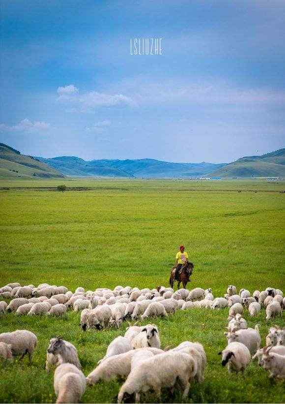 草原上的羊群们手机壁纸