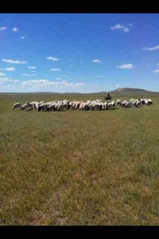 草原上的羊群手机