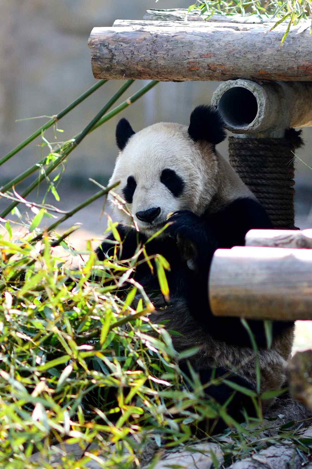 可爱的熊猫仔吃竹子桌面壁纸
