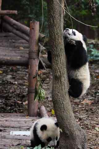 在树上玩耍的熊猫宝贝手机壁纸