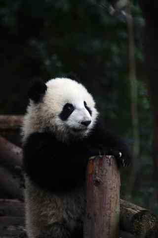 可爱软萌的熊猫手