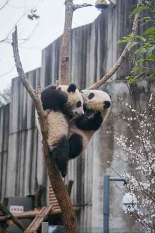 两只熊猫在树上玩