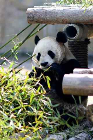 可爱的熊猫仔吃竹