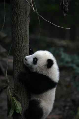 在爬树的熊猫手机