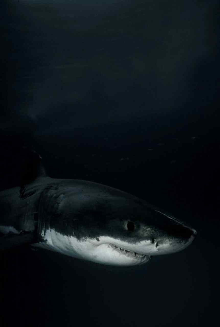 黑夜中的大白鲨手机壁纸