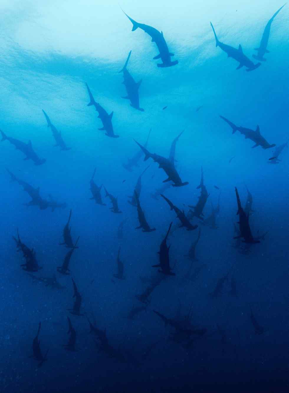 深海下的鲨鱼群手机壁纸