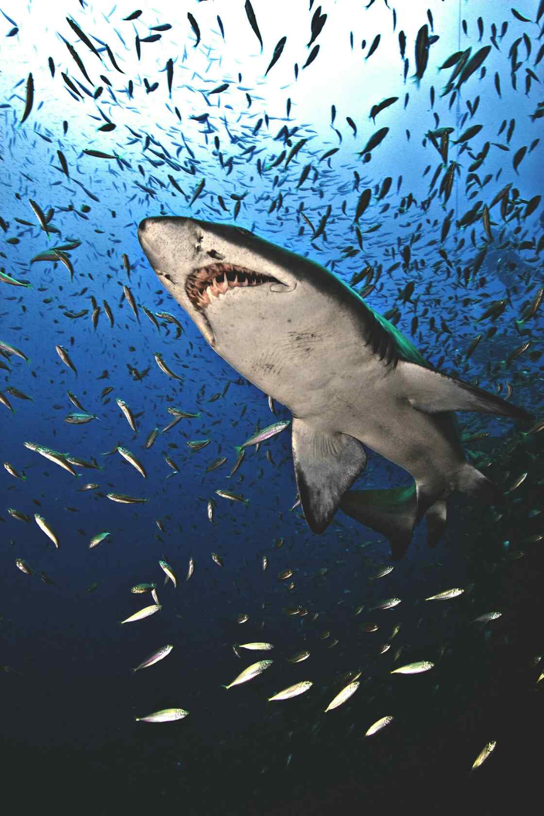 穿梭在鱼群的鲨鱼手机壁纸