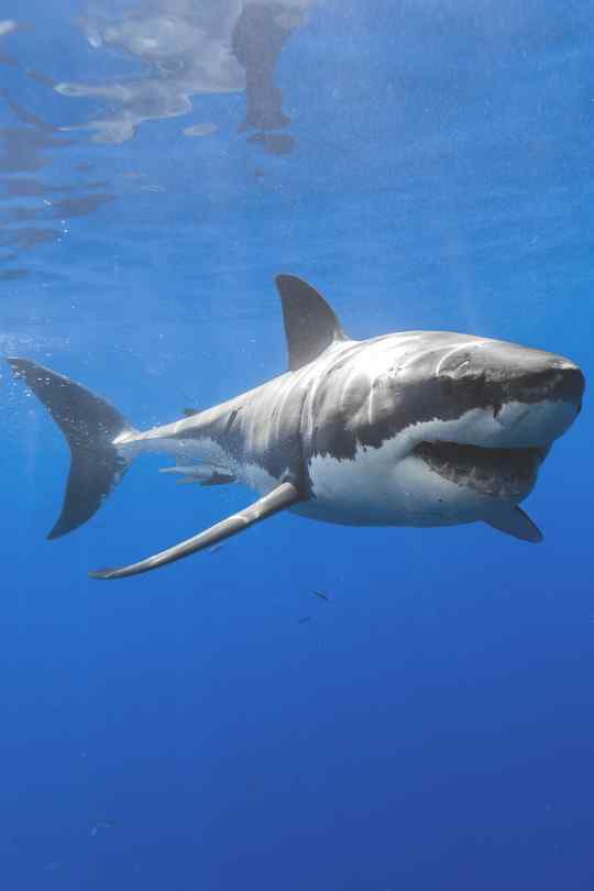 深海下大鲨鱼手机壁纸