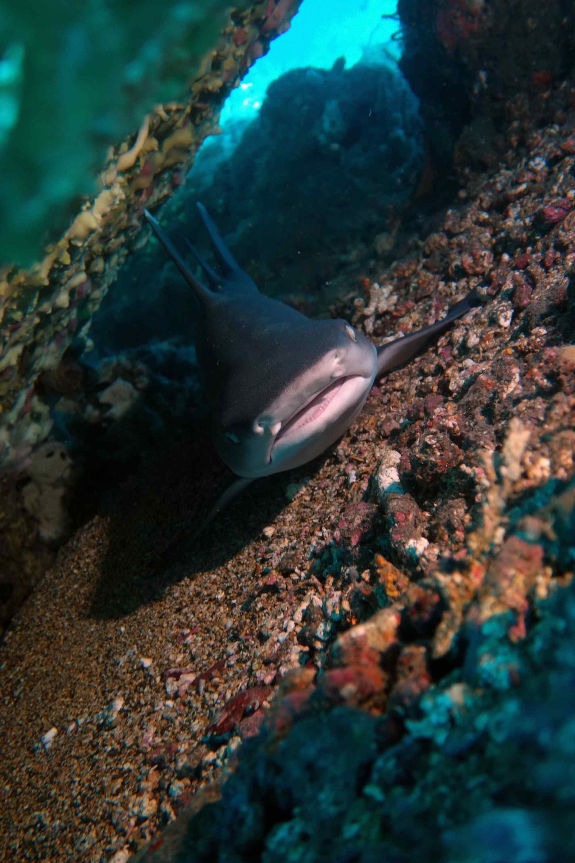 潜伏在水底的鲨鱼幼齿手机壁纸
