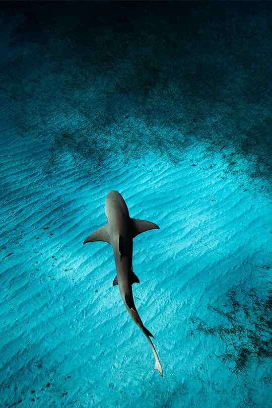 深海下的大鲨鱼手机壁纸