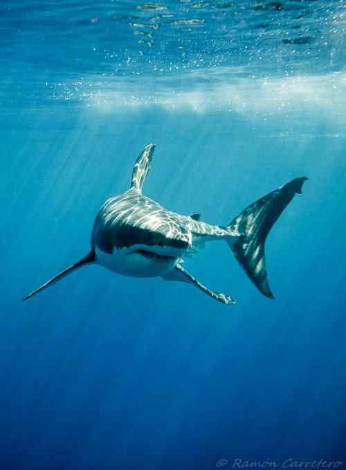 海洋生物大鲨鱼手机壁纸