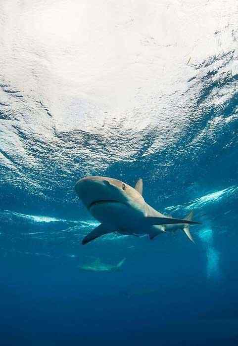 藏在水面下的大白鲨手机壁纸