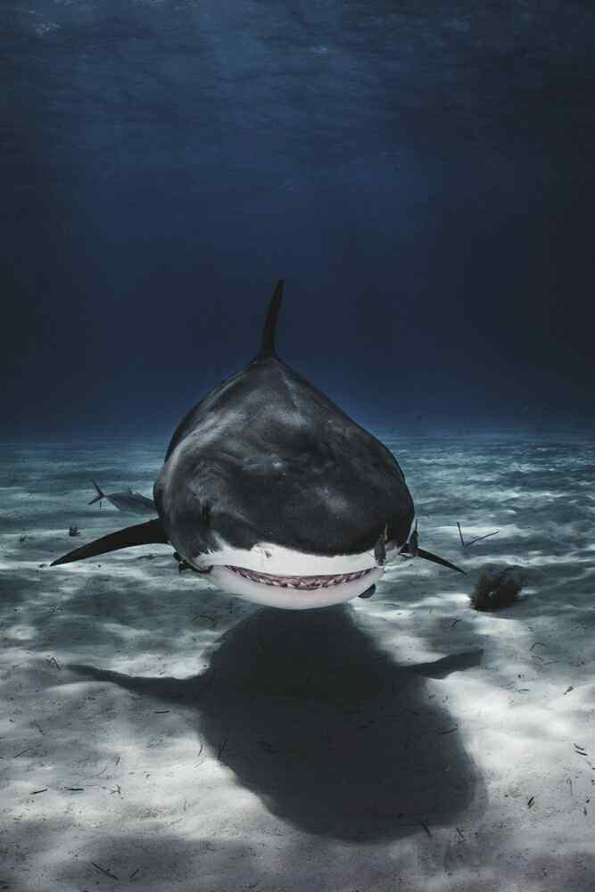 水下霸主大鲨鱼手机壁纸