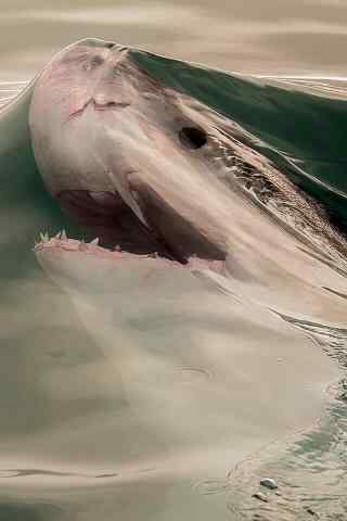 海面上露出脑袋的鲨鱼手机壁纸